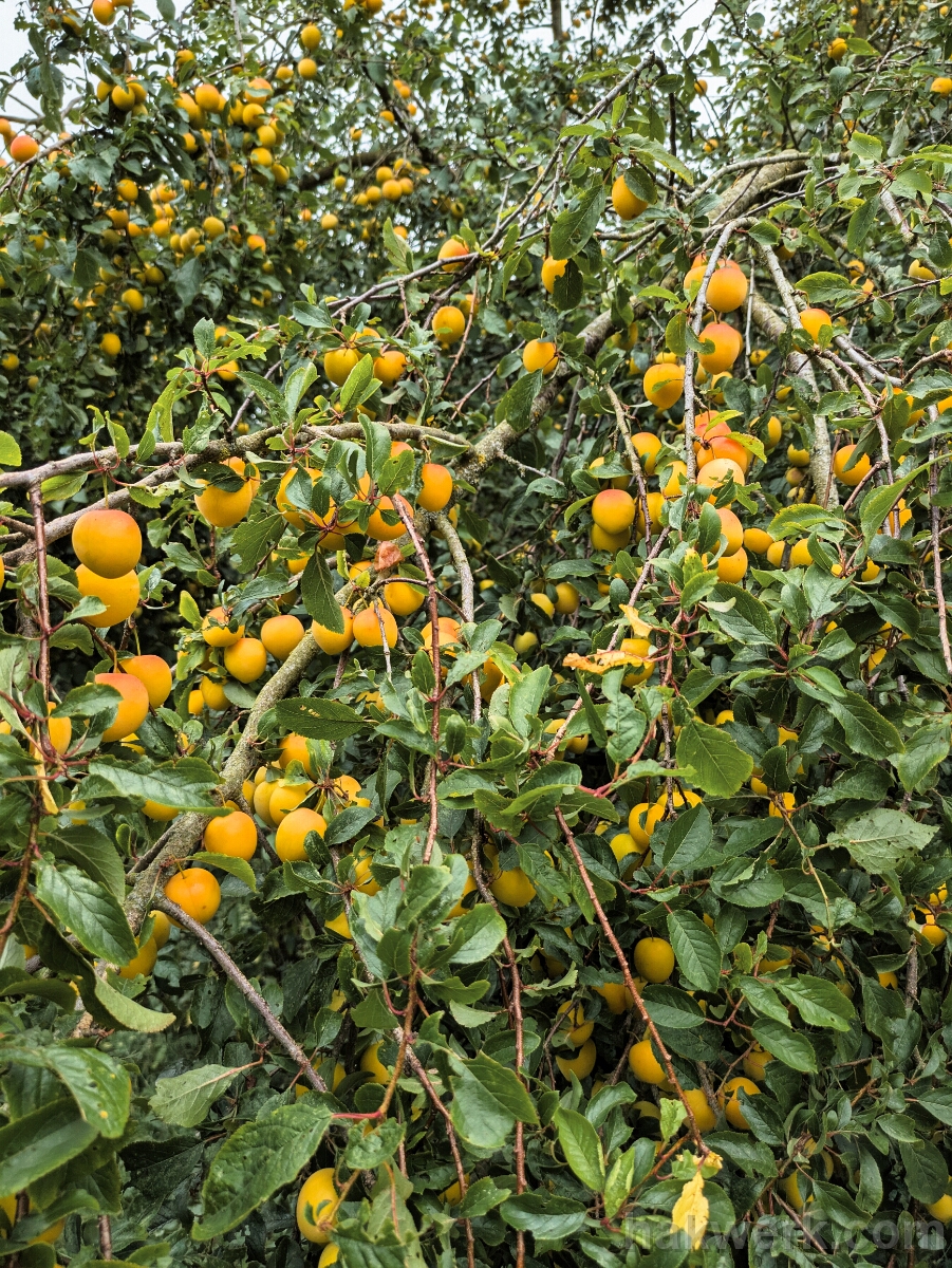 PXL_20250705_115254679 