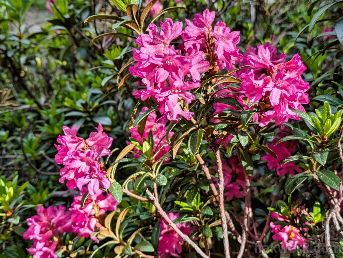 IMG_2800_PXL_20250615_075215792 Rhododendron Ferrugineum