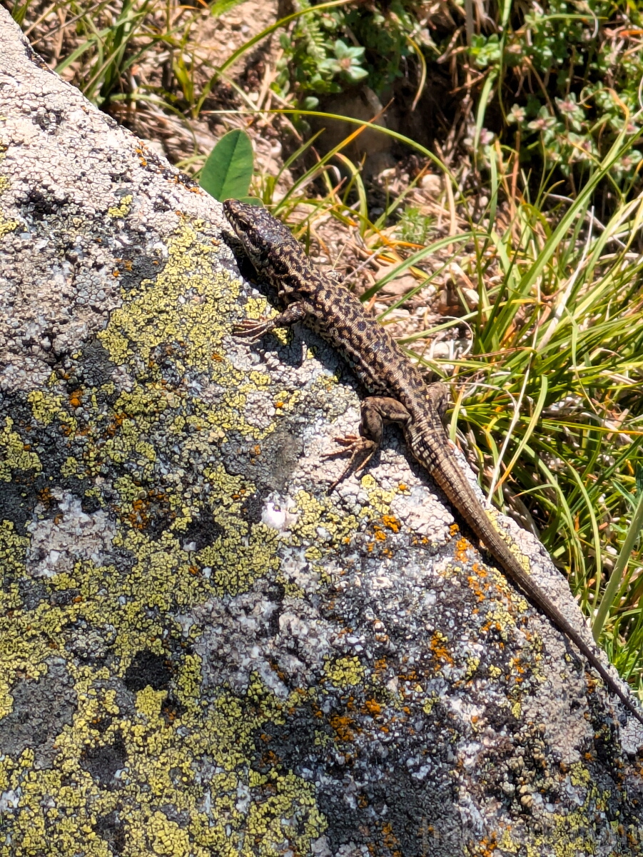 IMG_2900_PXL_20250616_112218620 Lizard