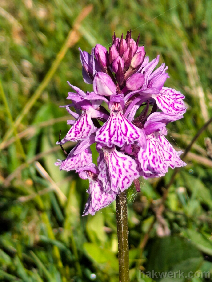 IMG_2900_PXL_20250617_082607039 Southern Marsh-orchid