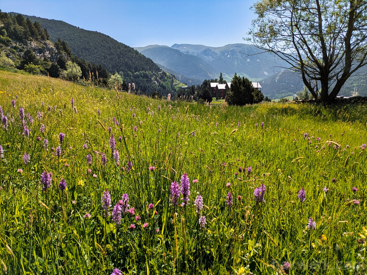 IMG_2900_PXL_20250617_084208798 Vall del Riu, Andorra