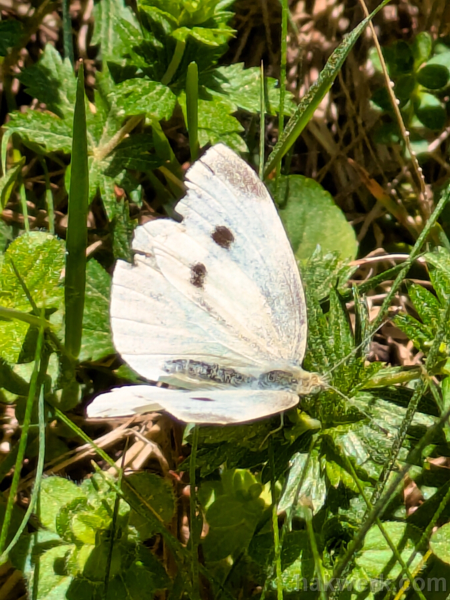 IMG_3200_PXL_20250620_122302827 Southern Small White