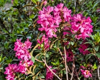 IMG_2800_PXL_20250615_075215792 Rhododendron Ferrugineum