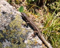 IMG_2900_PXL_20250616_112218620 Lizard