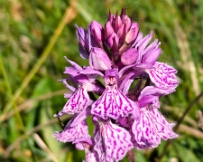IMG_2900_PXL_20250617_082607039 Southern Marsh-orchid