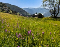 IMG_2900_PXL_20250617_084208798 Vall del Riu, Andorra