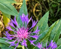 IMG_3100_PXL_20250619_085612439 Mountain Cornflower (Centaurea Montana)