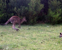 IMG_6245a Kangaroos