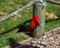IMG_6497a King Parrot