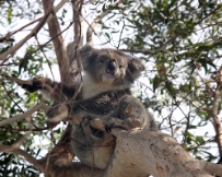 IMG_6560a Koala