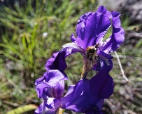 IMG_9297 Ground Iris
