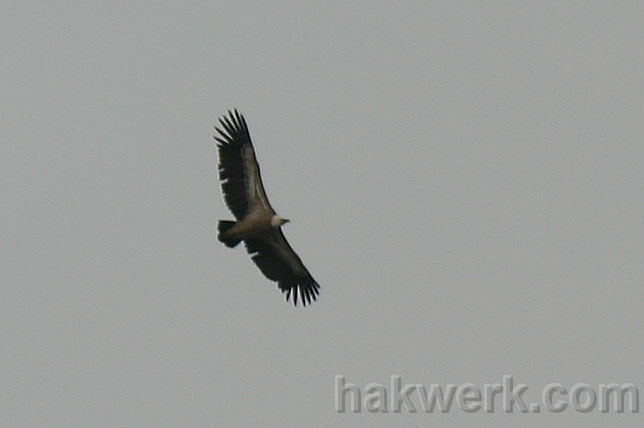 IMG_3068_zoom 