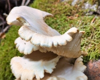 IMG_5035_PXL_20250827_104623301 Oyster mushroom, Mullerthal