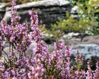 IMG_5080_PXL_20250829_100809379 Heather on Ruetsbechplateau, Mullerthal