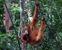 Malaysia (Borneo)