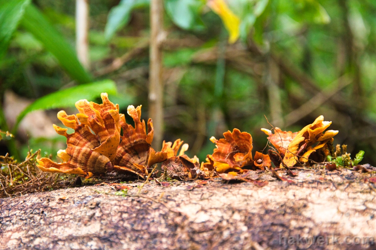 IMG_1244 Fungus
