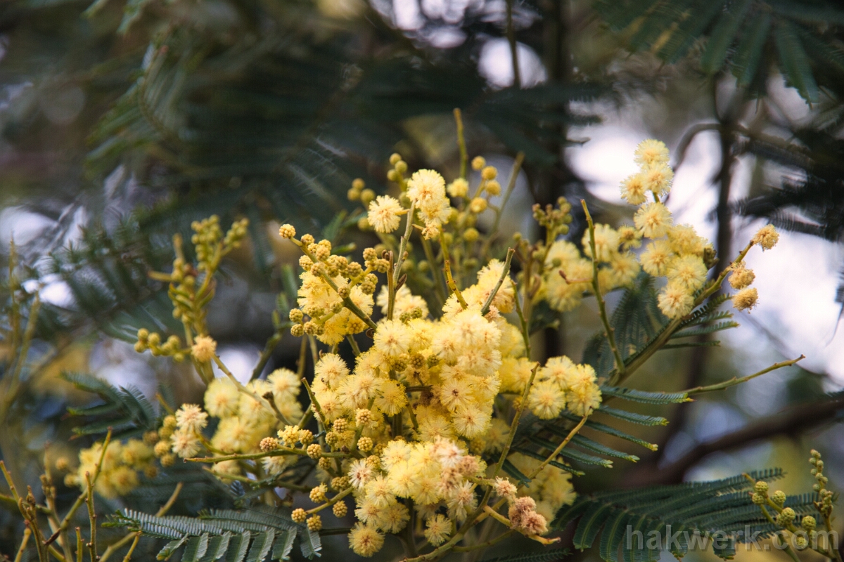 IMG_1344 Mimosa