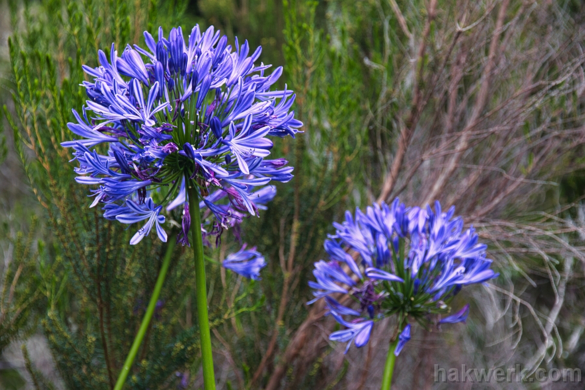 IMG_1395 African Lily