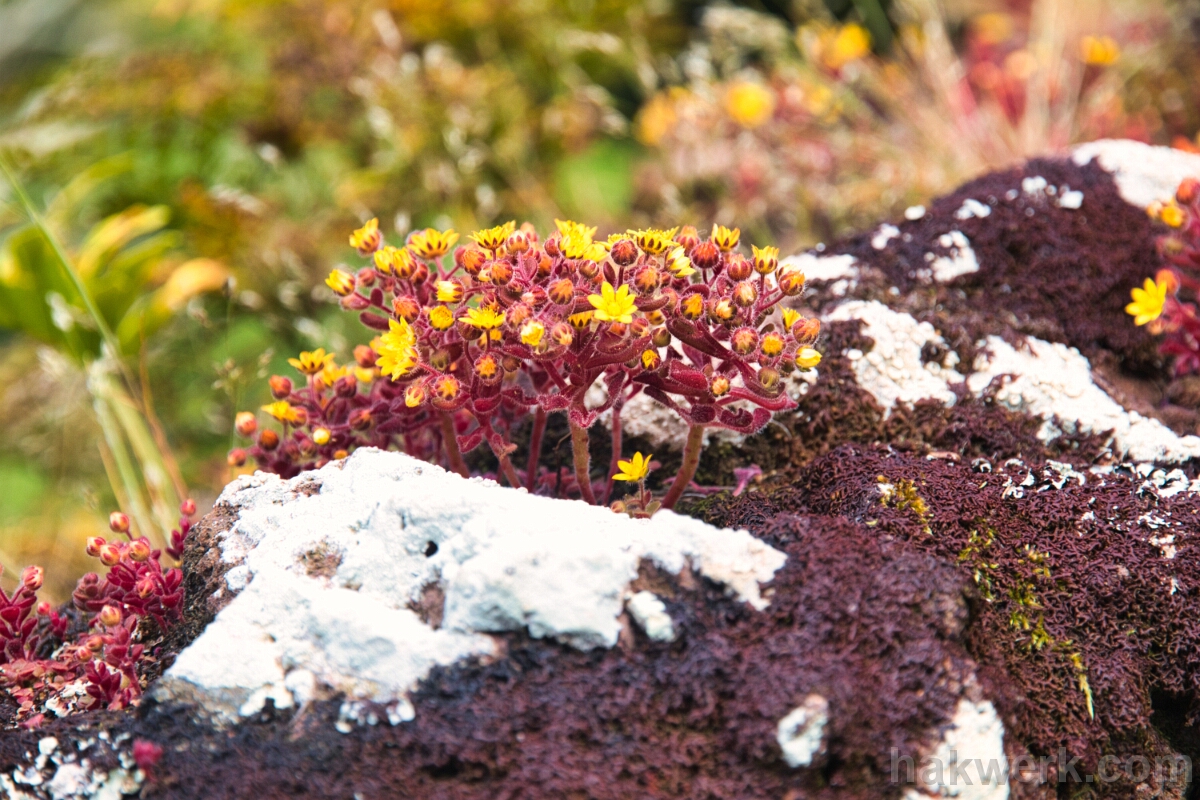 IMG_1451 Sedum