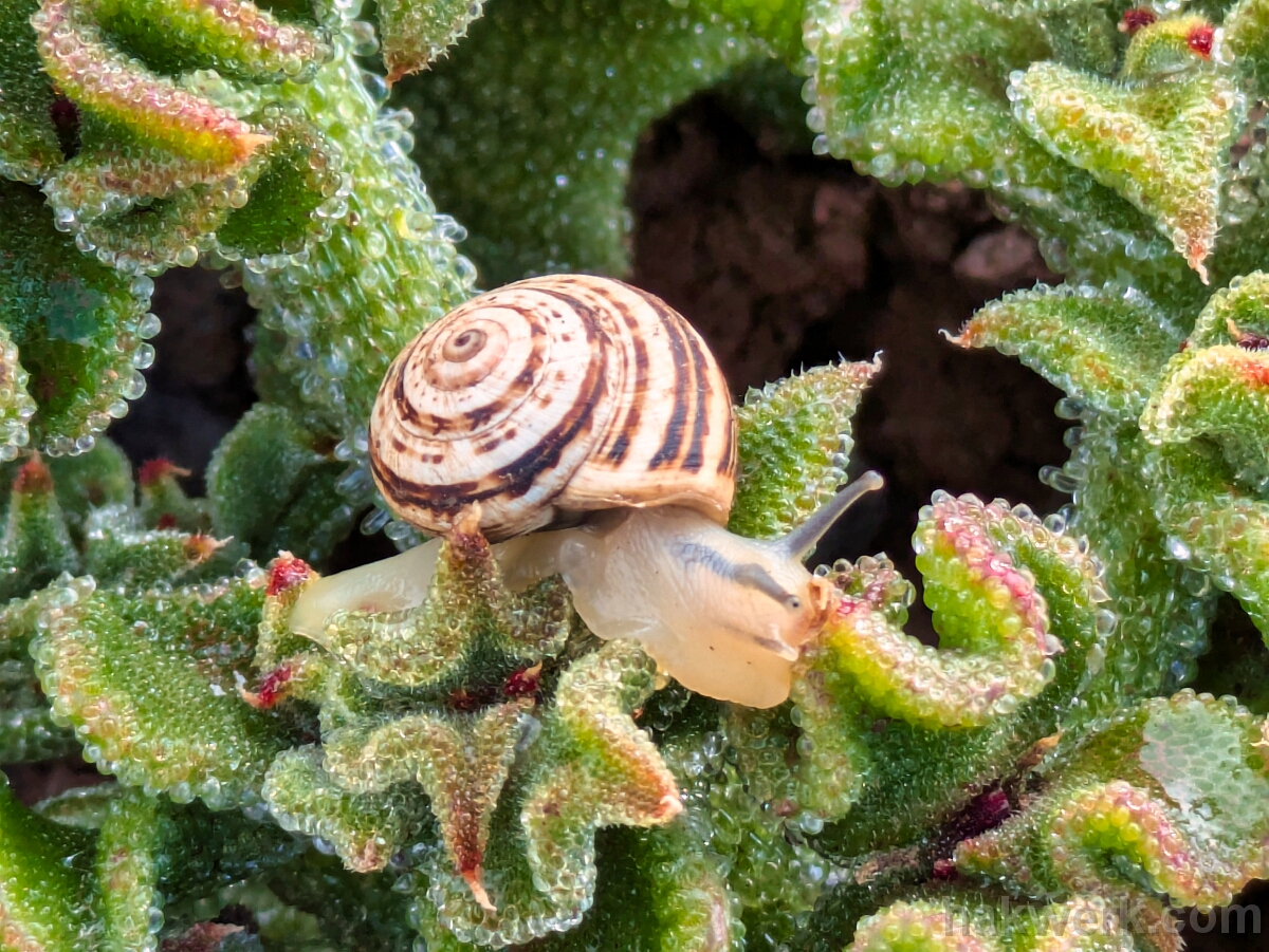 IMG_1500_PXL_20250429_100401051 Snail on Ice Plant