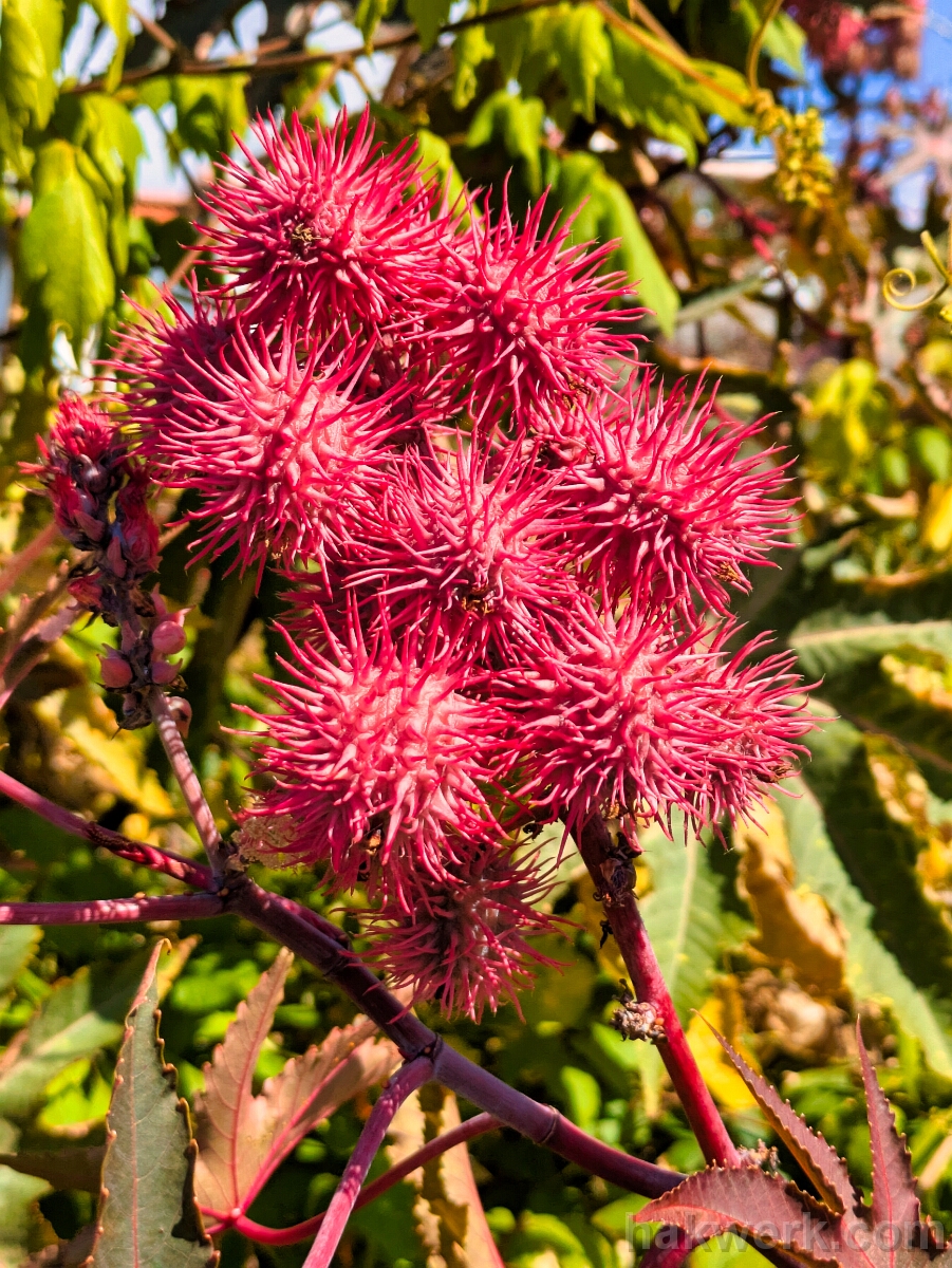 IMG_1500_PXL_20250430_093612273 Castor Oil Plant
