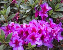 IMG_0848 Azaleas in Monte Palace Tropical Garden, Funchal, Madeira