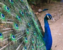 IMG_0864 Peacock in Monte Palace Tropical Garden, Funchal, Madeira