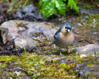 IMG_1033 Madeira Chaffinch