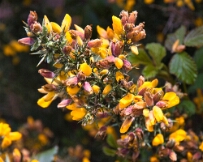 IMG_1237 Gorse