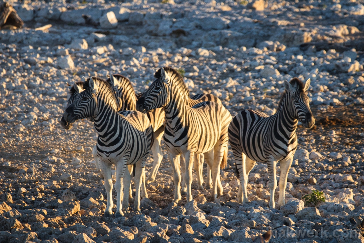 IMG_3570 Namibia, zebras in Etosha NP (Okaukuejo)