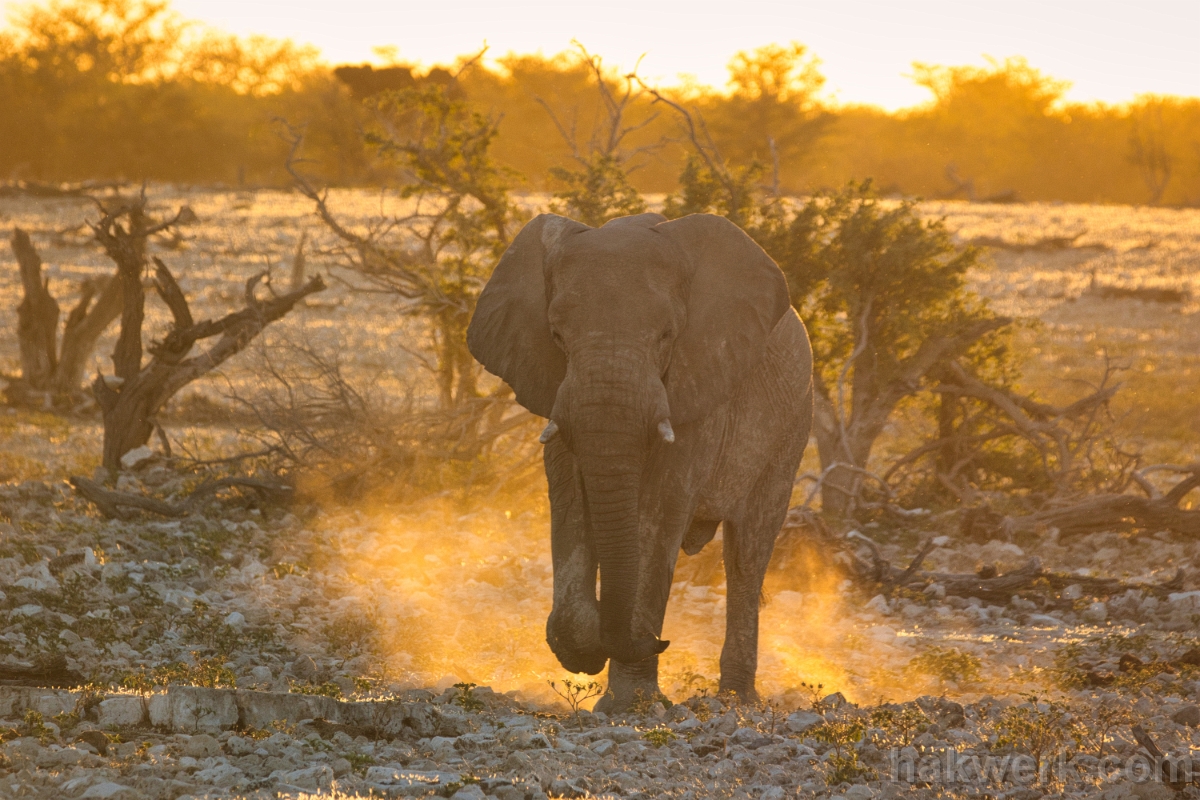 IMG_3588 Namibia, elephant in Etosha NP (Okaukuejo)