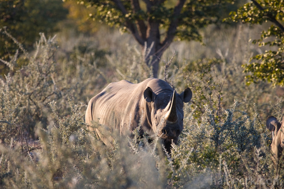 IMG_3752 Namibia, black rhinoceros in Etosha NP