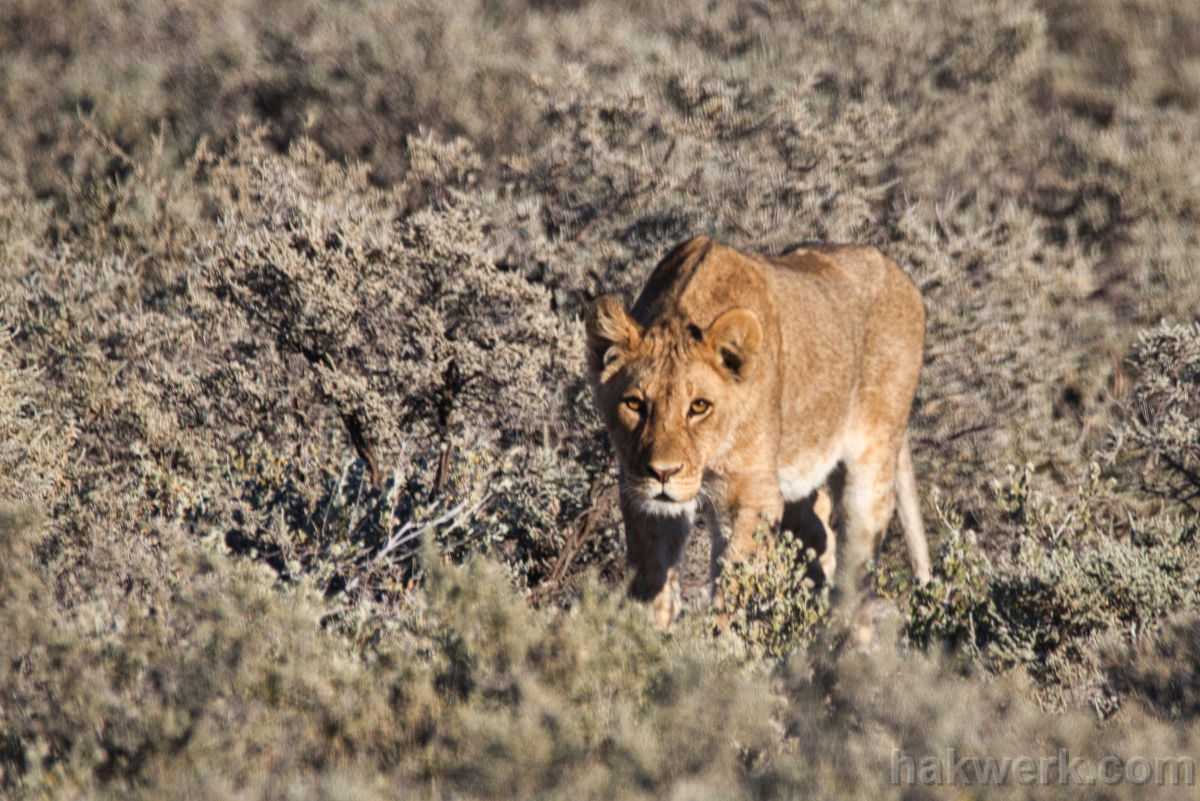 IMG_3836 Namibia, lion in Etosha NP