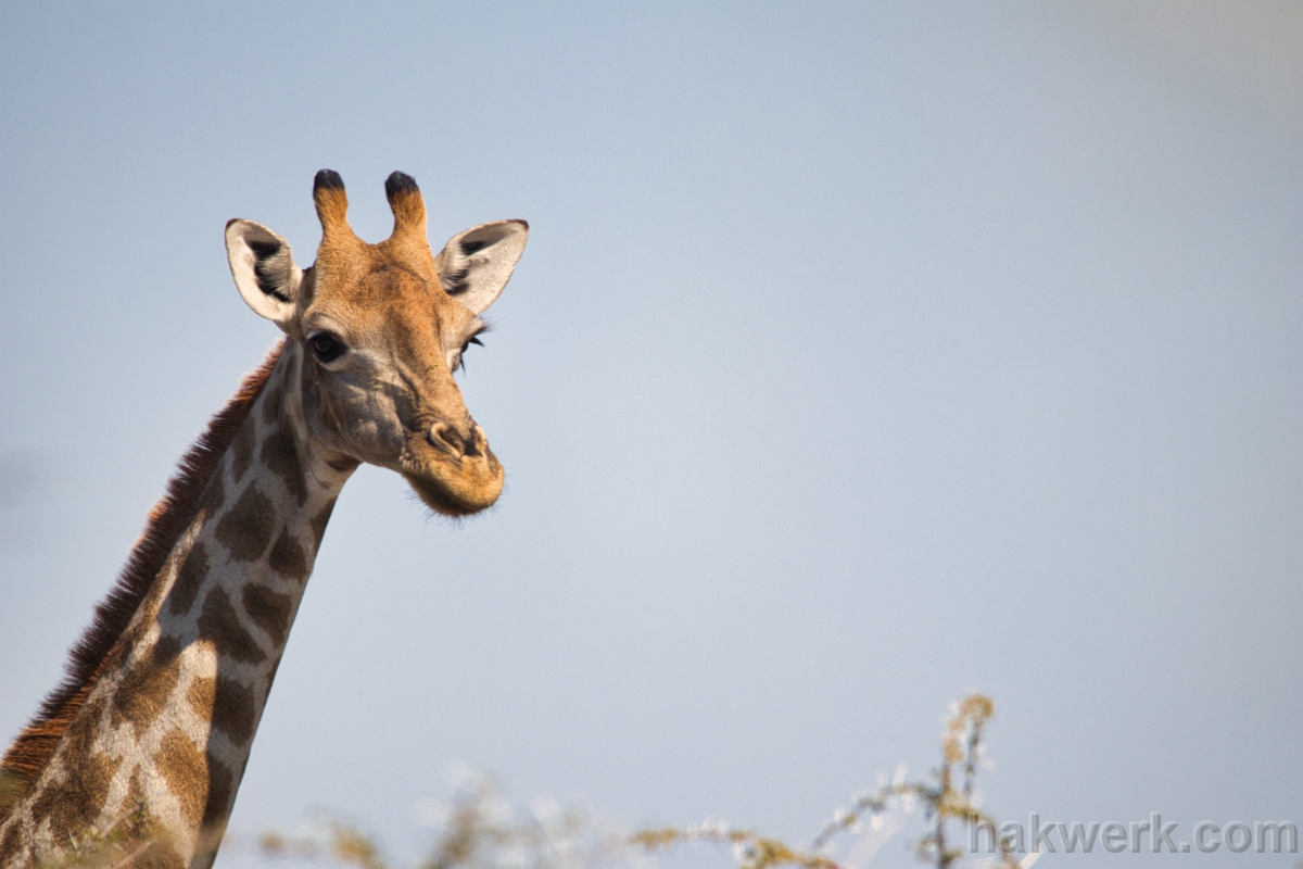 IMG_4063 Namibia, giraffe in Etosha NP