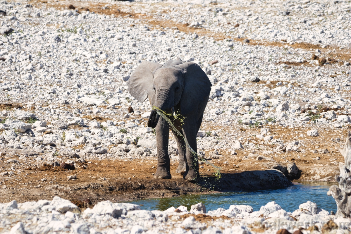 IMG_4127 Namibia, young elephant in Etosha NP