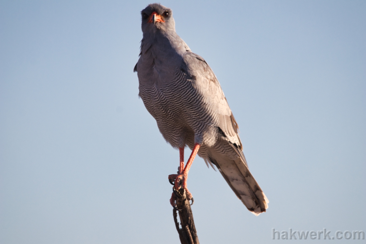 IMG_4370 Namibia, pale chanting goshawk in Etosha NP