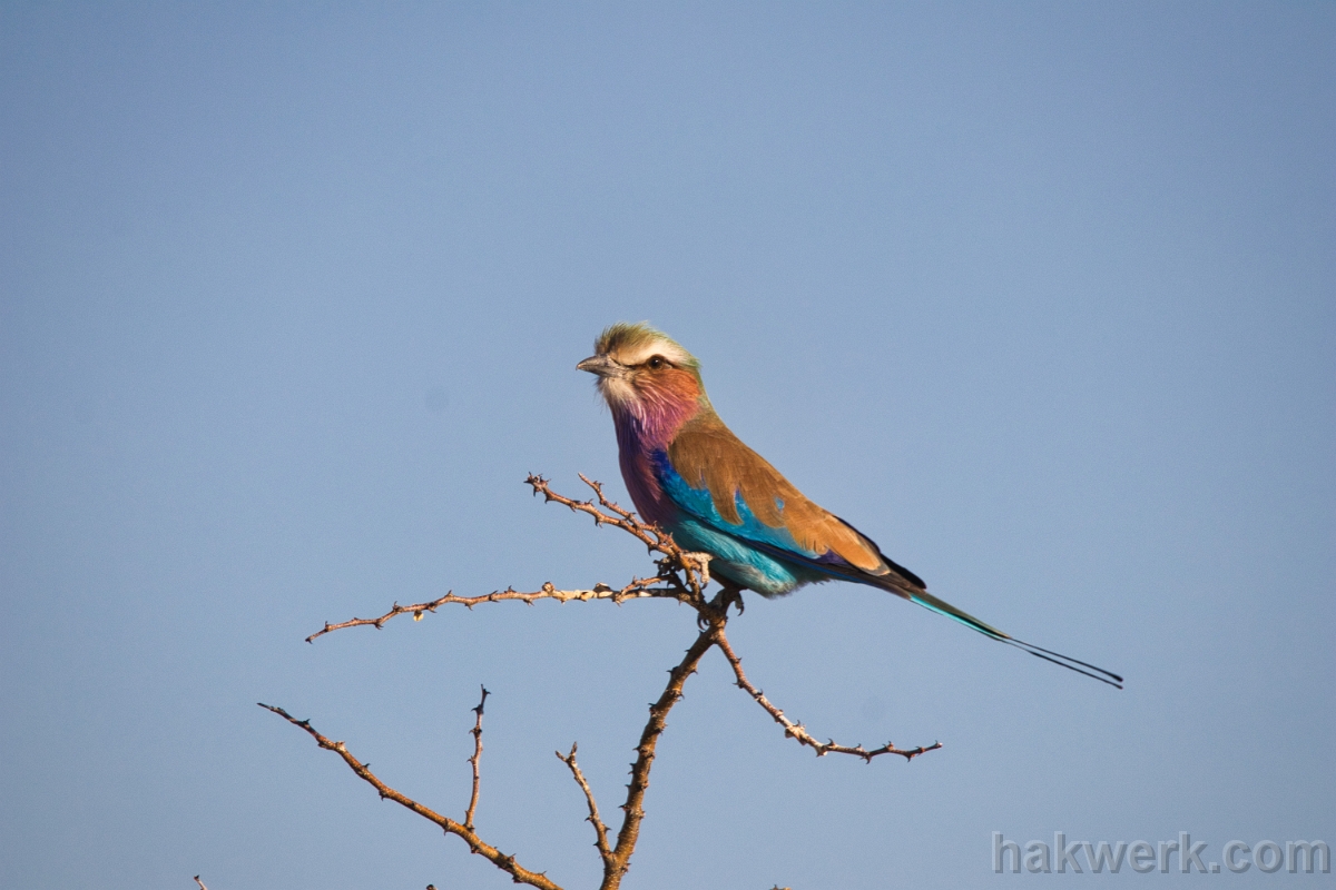 IMG_4393 Namibia, lilac-breasted roller in Etosha NP