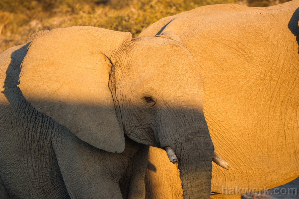 IMG_4463 Namibia, elephant in Etosha NP