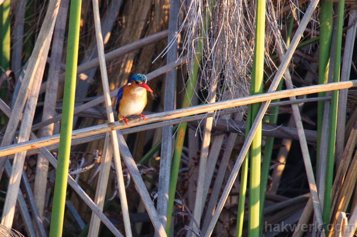 IMG_4708 Botswana, Malachite kingfisher in Okavanga Delta