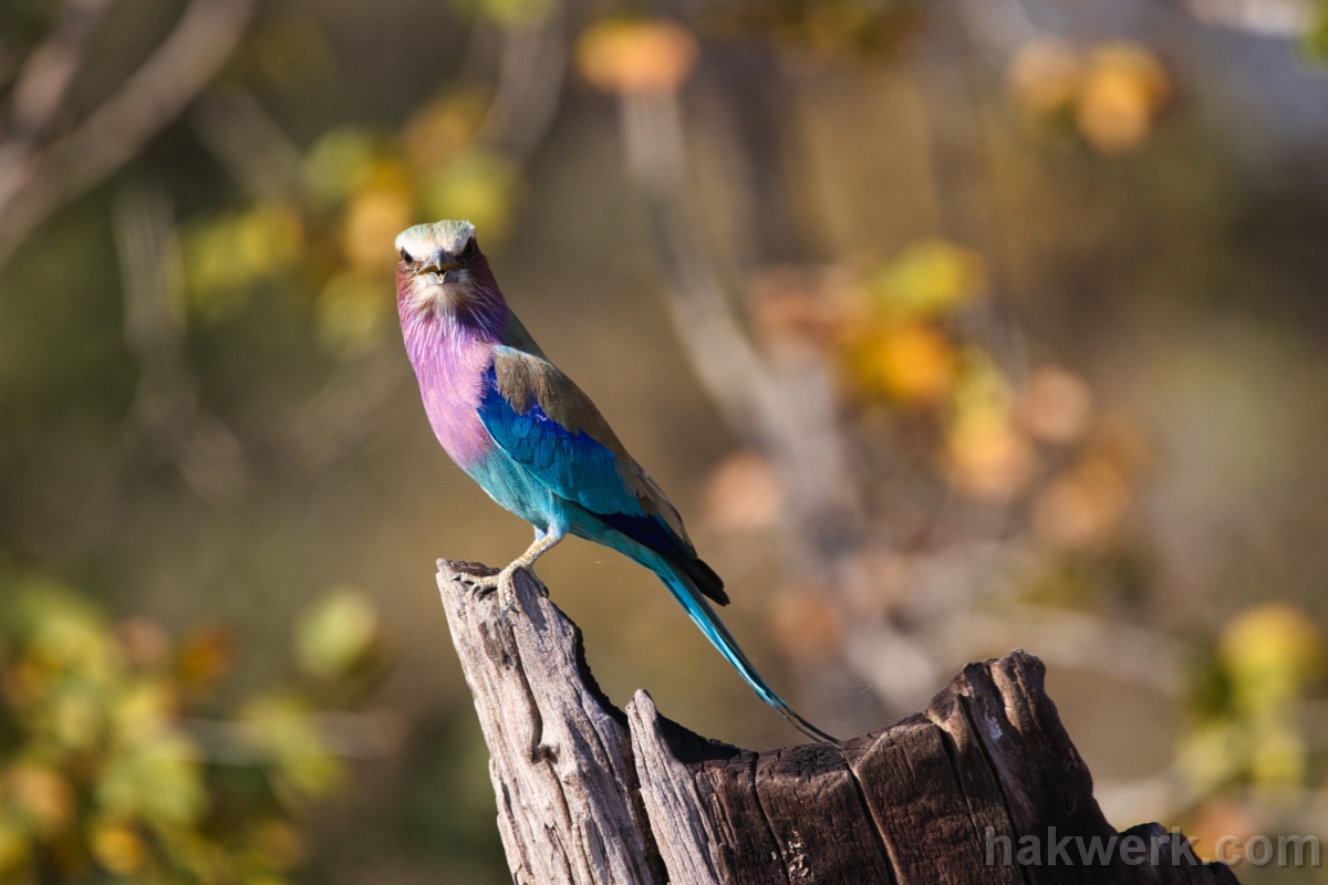 IMG_4770 Namibia, lilac-breasted roller in Bwabwata NP