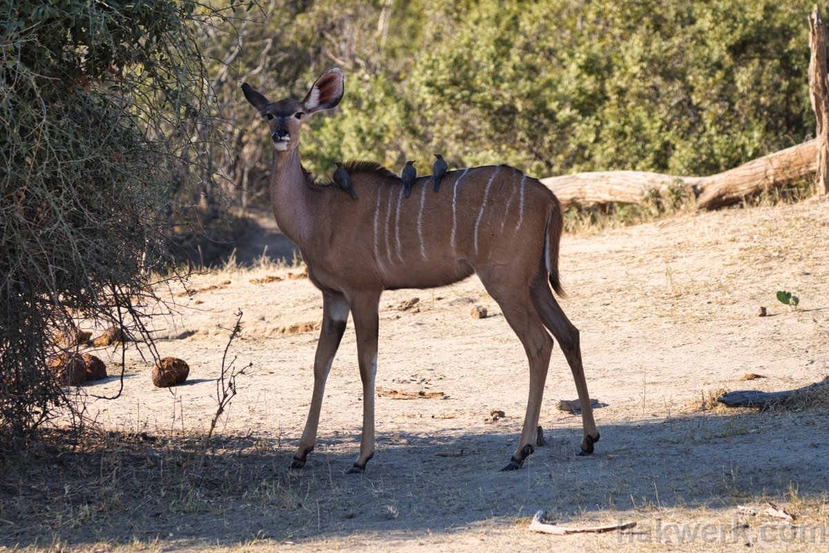 IMG_4842 Namibia, kudu in Bwabwata NP