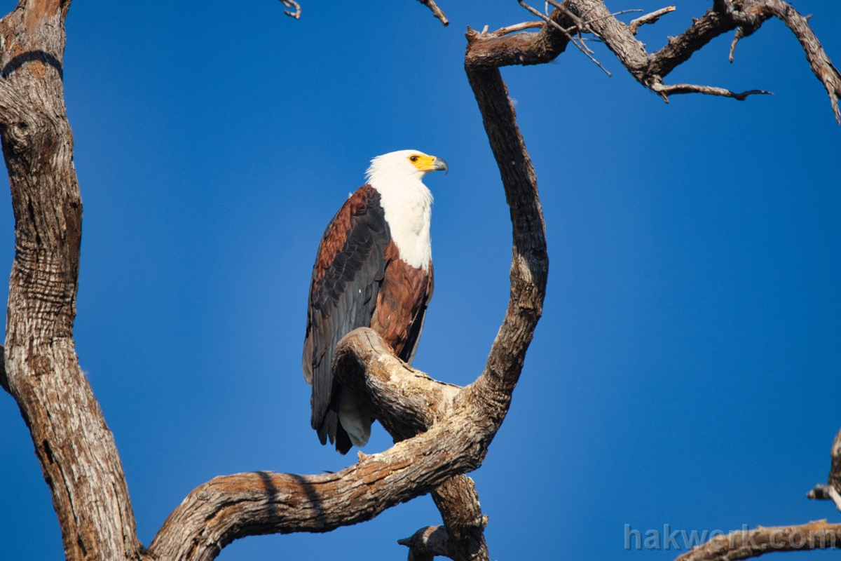 IMG_4922 Namibia, African fish eagle in Bwabwata NP