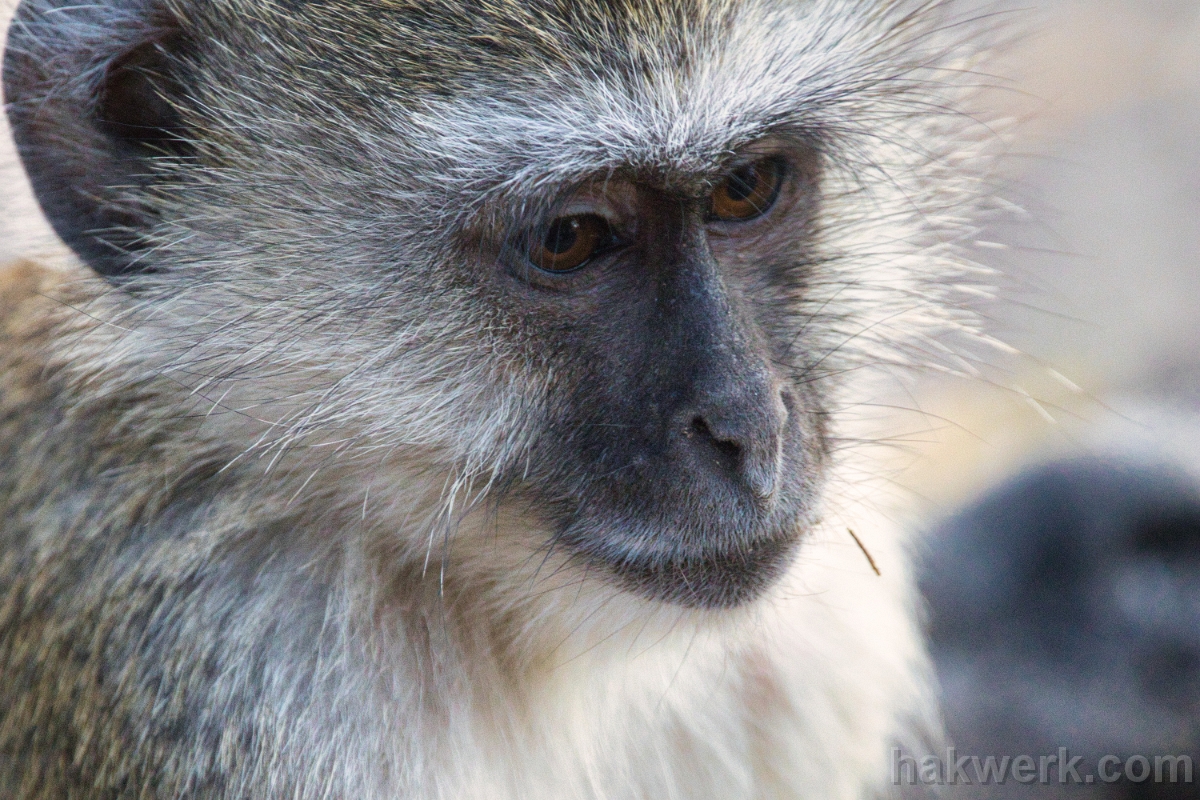 IMG_5007 Namibia, Vervet monkey in Bwabwata NP