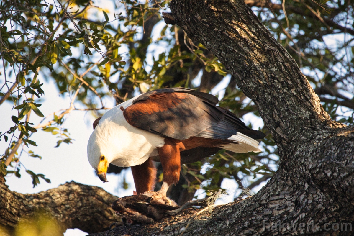 IMG_5108 Botswana, African fish eagle in Chobe NP