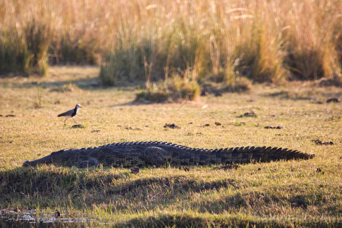 IMG_5143 Botswana, crocodile in Chobe NP