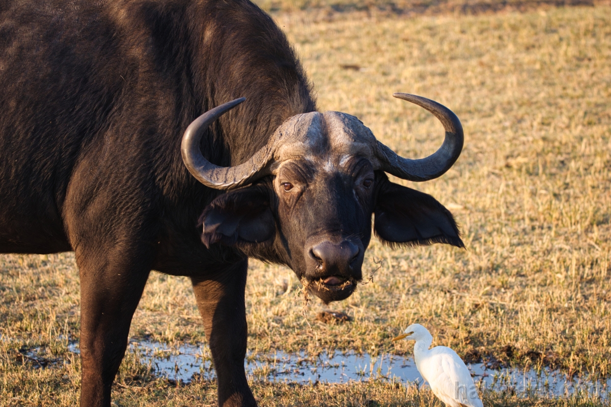 IMG_5232 Botswana, water buffalo in Chobe NP