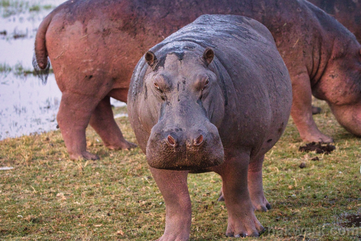 IMG_5431 Botswana, hippopotamus in Chobe NP