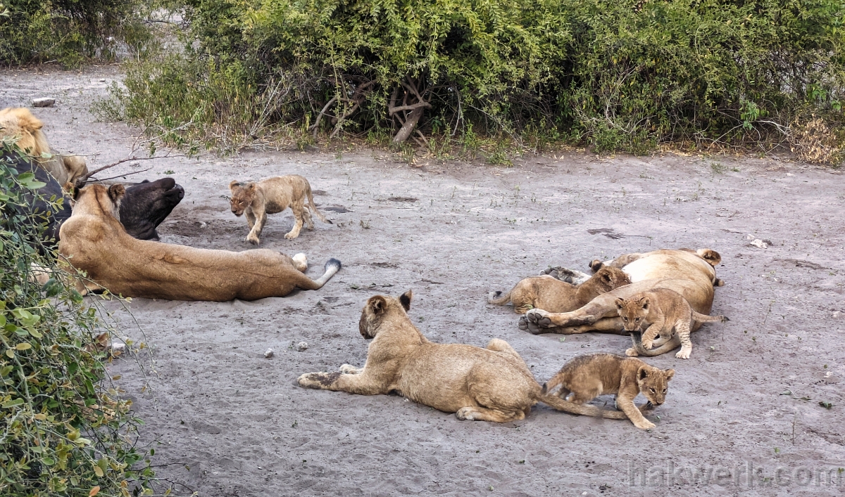 IMG_5505_PXL_20240601_051827474 Botswana, lions in Chobe NP