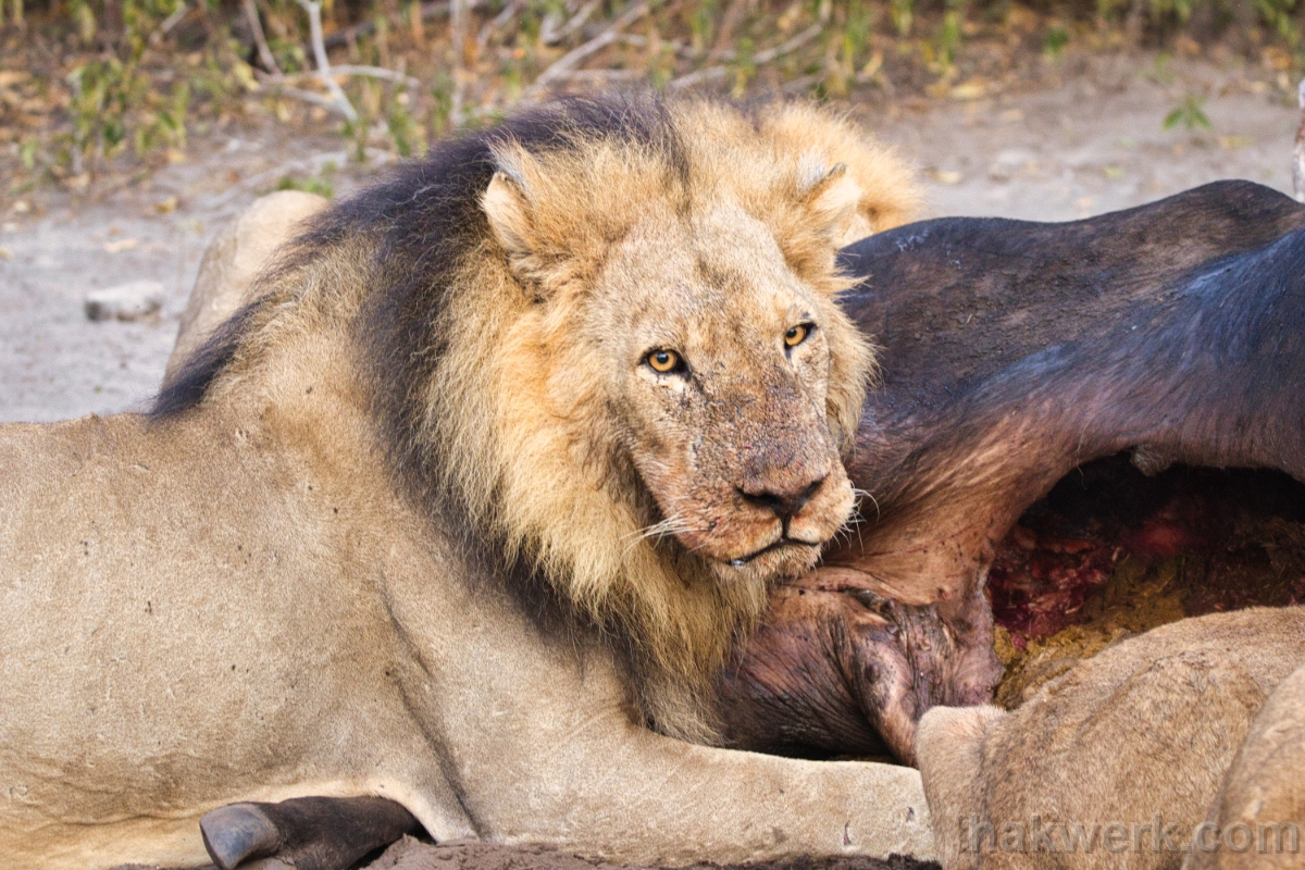 IMG_5519 Botswana, lion with buffalo in Chobe NP