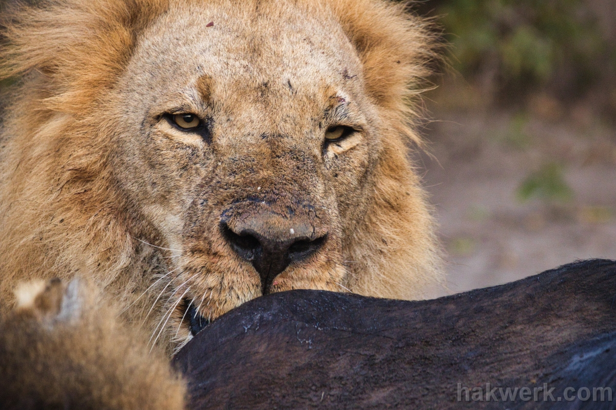 IMG_5541 Botswana, lion in Chobe NP